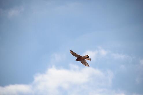 Noticias-Junio-20-Aguila