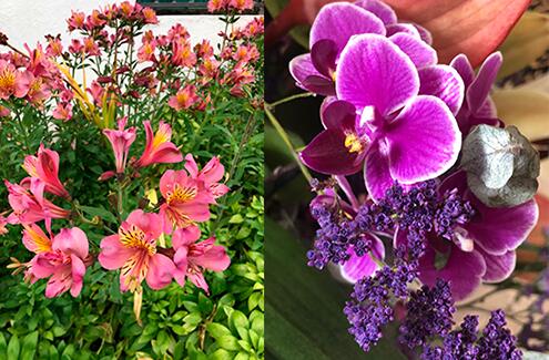 Noticias-Junio-20-Flores