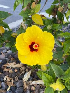 IMG_0552-225x300